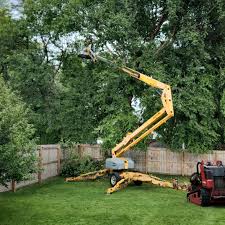 How Our Tree Care Process Works  in  Bradfordville, FL