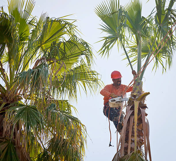 Best Tree and Shrub Care  in Bradfordville, FL